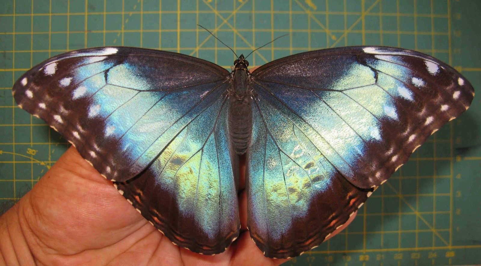 Morpho helenor female (ssp ex pupa aberration cod 463b) Internet Image property of respective owner, non-commercial use only